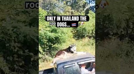 Why don’t dogs in Thailand want to be inside the car? 