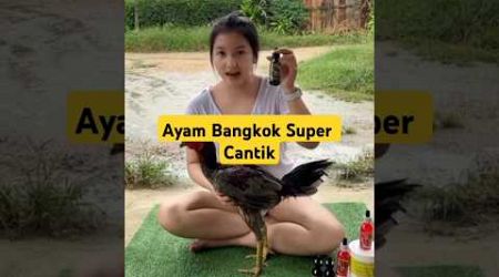 Ayam Bangkok Super Cantik #ayambangkokimport