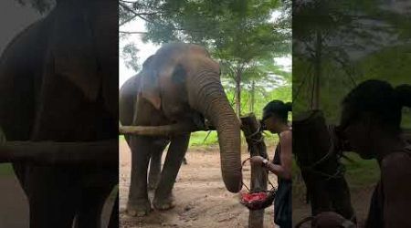 Samui elephant sanctuary. Full travel vlog coming soon #kohsamui #kohsamuithailand #elephantsantuary