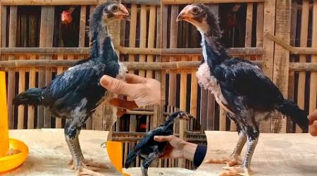 CARA MEMILIH ANAK AYAM BANGKOK YANG BAGUS DAN BERKUALITAS