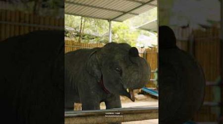 Phuket elephant care (Naithon Camp) #phuketelephantcare #elephant #phuketthailand #ช้างภูเก็ต