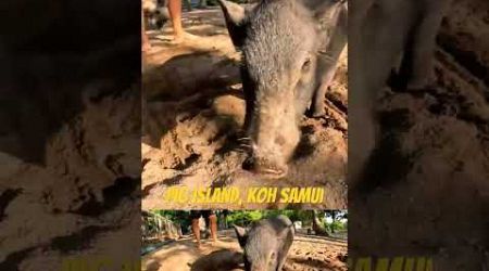 Pig Island, Koh Samui Is A MUST-SE! #thailand #kohsamui #pigs #dogs #island