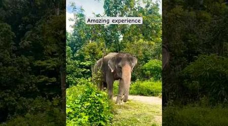 Elephant Jungle Sanctuary, Phuket #elephant #jungle #phuket #thailand #wildnature