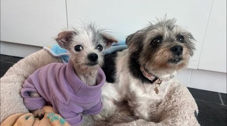 Pippa and Polly Urgent Medical Issues 