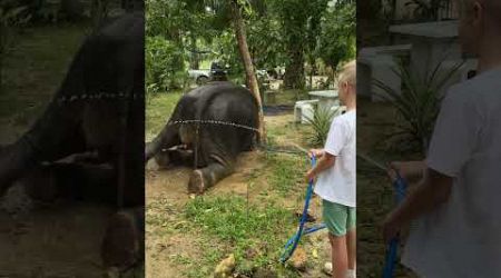 Little elephant has a shower 