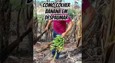 Vc sabia como colher e despalmar banana?#viralvideo #nordestenotopo #lifestyle #nordestebrasileiro