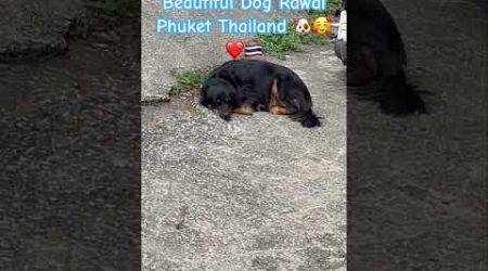 Beautiful Dog in Rawai Phuket Thailand 