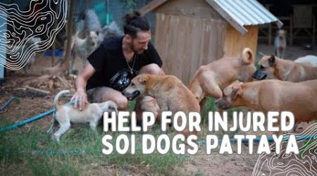 Seriously injured soi dogs in Pattaya helped