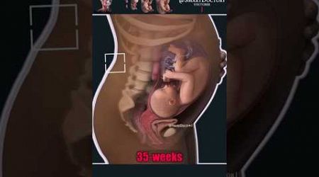 How babies are grow up on pregnancy #anatomy #pregnancy #medical