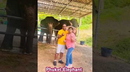 Phuket Elephant Sanctuary 