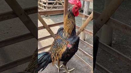 BEBERAPA JENIS WARNA JALAK PADA AYAM BANGKOK #sundafarm