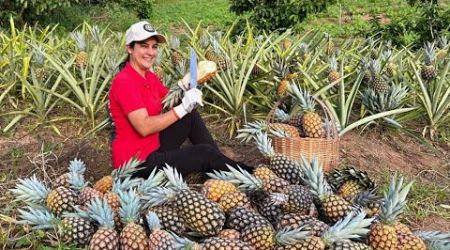 Alta produção de abacaxi. Maravilhoso protagonista para ceia de natal.