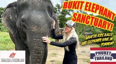 My Experience Feeding Elephants at Bukit Sanctuary | Making Rice Balls in Phuket