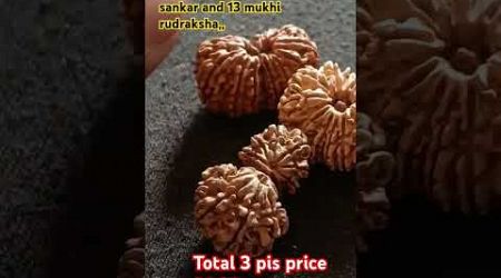 13 mukhi #rudraksha #astrology #mahadev #shiv #kedarnath #medical #health #shortvideo #om