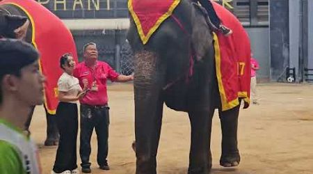 Elephant Show NONGNOOCH,Pattaya