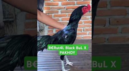 Ayam Bangkok Pakhoy Donk#ayambangkokindonesia