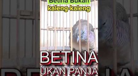 perkutut betina bangkok #perkutut #perkututbetina #perkututbangkok #shorts