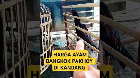 Harga Ayam Bangkok Pakhoy Dari yang umur 7 Bulan#ayambangkokindonesia