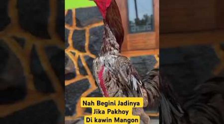 AYAM BANGKOK PAKHOY XMANGON#ayambangkokindonesia