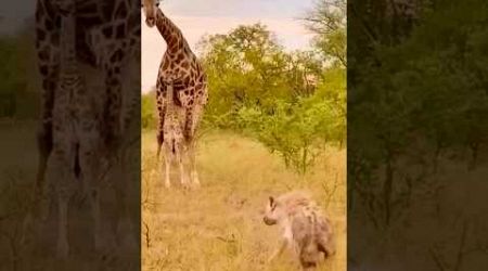 A close encounter| #wildlife #animals #wildanimals #travel #youtubeshorts #africansafari