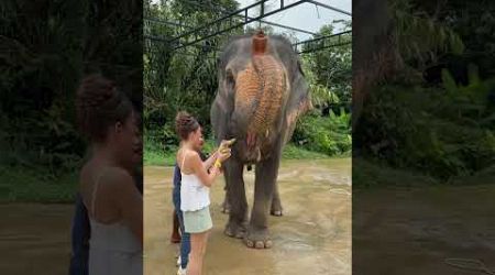 Feeding these magnificent elephants in Phuket was a dream come true #elephant #feeding #shorts #fyp