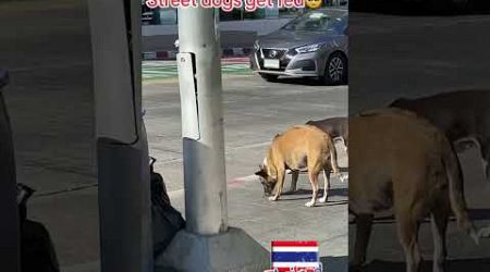 I love the street dogs. #streetdog #pattaya #youtubeshorts #abroad #viralvideo #asia #passport