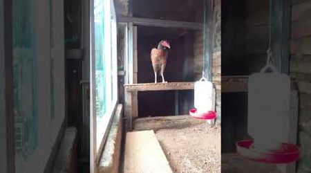 Biang Klawu belum punya pasangan #fyp #shortvideo #shorts #short #rooster #chicken #bangkok