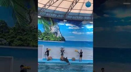 Magnificent dolphin show at dolphin bay, Phuket #dolphin #show #animal