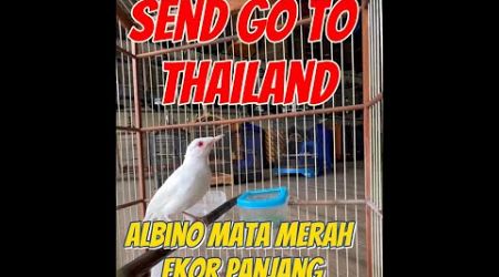 SEND GO TO THAILAND MURAI BATU ALBINO MATA MERAH EKOR PANJANG!!!