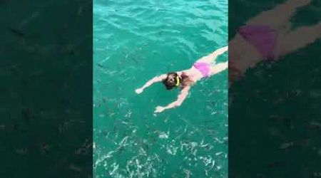 Swim with the fish near Samui #travel #shorts #thailand #samui