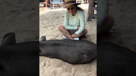 Pig Island near Koh Samui #travel #shorts #thailand #samui