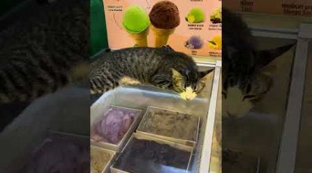 Ice Cream Cat Koh Samui #cat #travel #thailand #shorts #samui