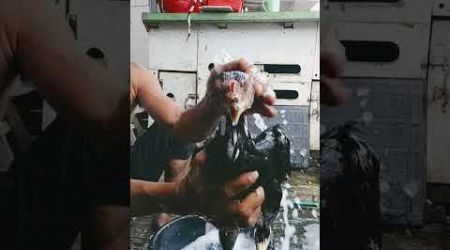 Lagi mandi pagi anakan ayam bangkok shamo Eropa asli saya supaya seger dan sehat kesehatannya bosku