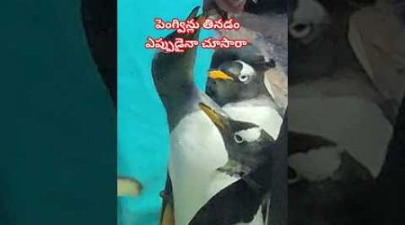 పెంగ్విన్లు తినడం ఎప్పుడైనా చూసారా #shorts#pengwin#garikapati#viral #bangkok#trending#bird#ytshorts