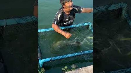 Ripsaw Catfish catch on Hookers Pattaya