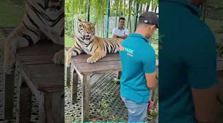 Tiger park #phuket #thailand #tamilvlog