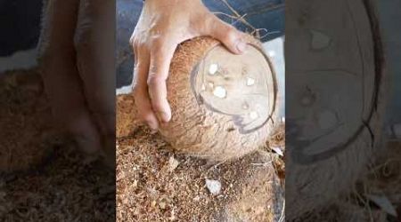 Fastest Coconut Peeling In Thailand - Fruit Cutting Skills