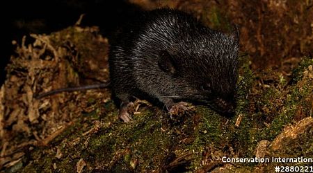 'Amphibious mouse' among 27 new species discovered in Peru's Amazon