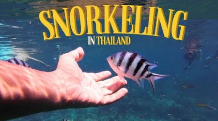 Best Snorkeling Experience in Thailand | Cost of Snorkeling in thailand | Koh Samui