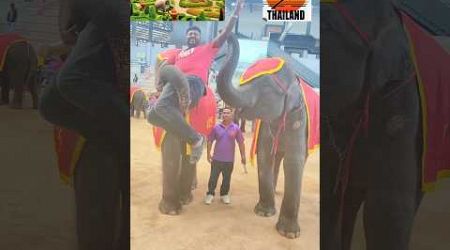 #shorts Nong Nooch Elephant Thailand 