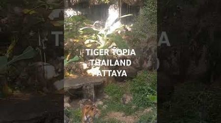 THALAND PATTAYA TRIP ||TIGER TOPIA #amar_ami #subscribe #like #comment