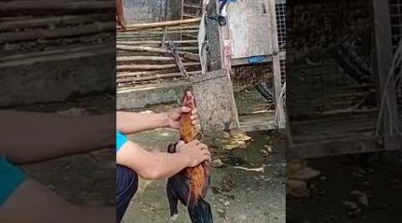 Jago bangkok ditawar 120 ribu #ayam #pasarhewan #subscribe #shortsviral #jago