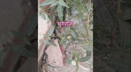 भृंगराज का पौधा#gardenplants #medicine#trending #viralvideos #ytshots #youtube #DivyaShekhar76