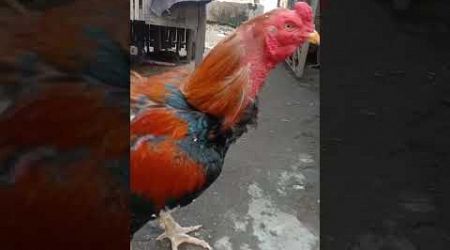 Ayam Bangkok petarung