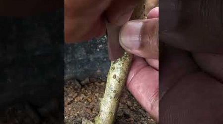 Bangkok Mulberry Fruit Budding EP140 #satisfying #fruitgrafting #graftingtechniques