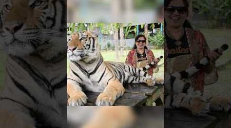 Thailand phuket Tiger park#vlog#2024