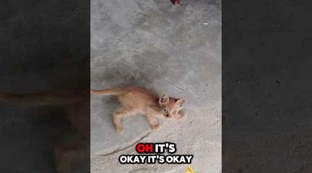 Eating Thai Curry Noodles With The Smallest Kitten in Phang Nga Thailand