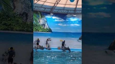 Dolphin bay in Phuket #dolphin #show #phuket