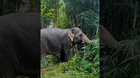 Phuket elephant care (Naithon Camp) #phuketelephantcare #elephant #phuketthailand #ช้างภูเก็ต