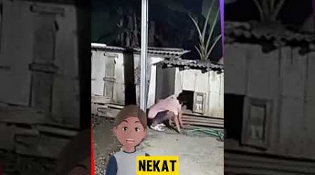 6 Kali Dicuri! Aksi Nekat Maling Ayam Bangkok di Banyumeneng Terekam CCTV!